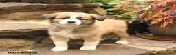 Australian Shepherd dogs for sale: Maverick - Ad 1