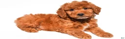 Mini Goldendoodle dogs for sale: Chester - Ad 3