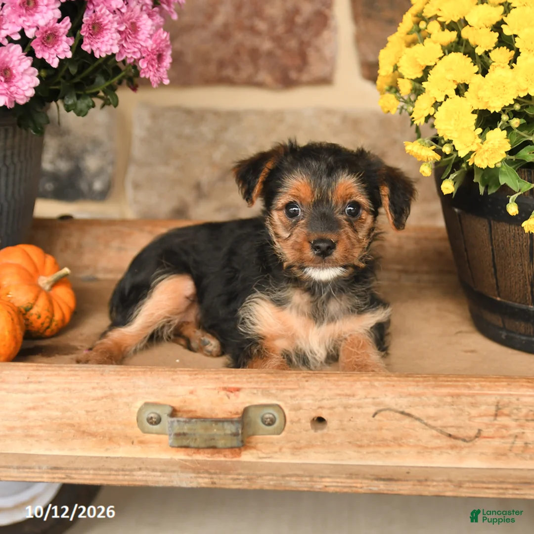 Shorkie dogs for sale: Ally - Ad 3