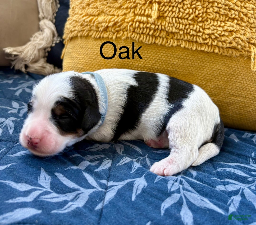 Mini Bernedoodle dogs for sale: Mini Bernedoodle Puppy 1 - Ad 3