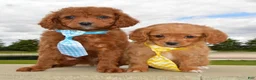 Cavapoo dogs for sale: Caesar - Ad 15