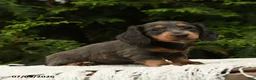Miniature Dachshund dogs for sale: Holly - Ad 3