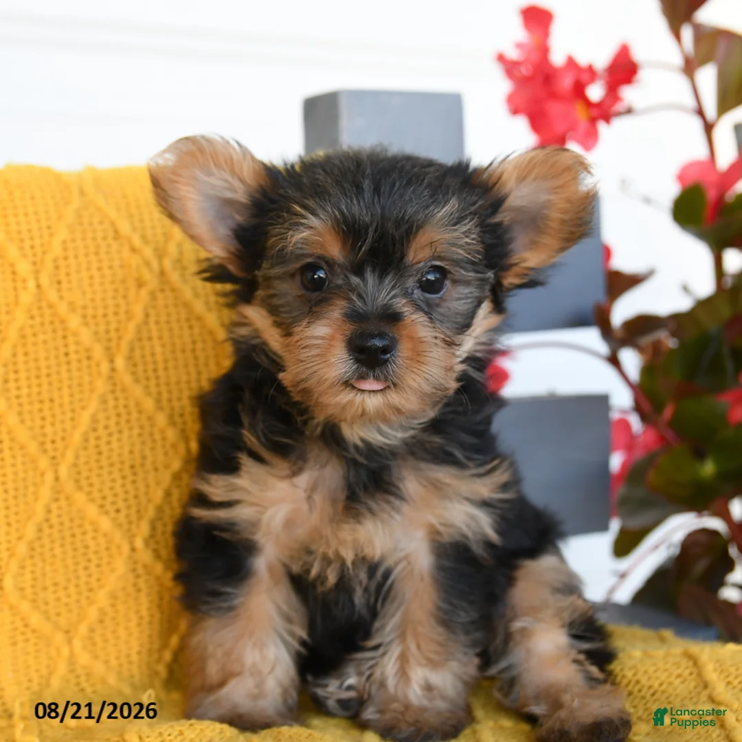 Yorkshire Terrier dogs for sale: Ladybug - Ad 1