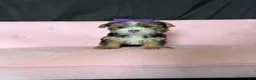 Yorkshire Terrier dogs for sale: Sweet Parti Girl Bambi - Ad 4