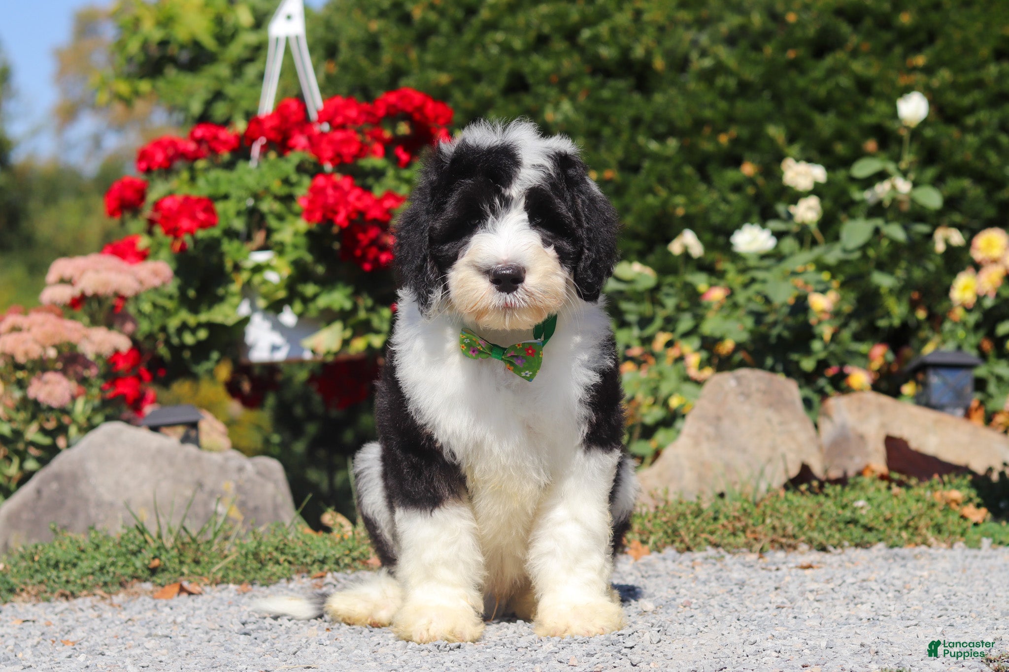 Shepherd Dog Black And White Sheepdog Puppy English Sheepdog Black