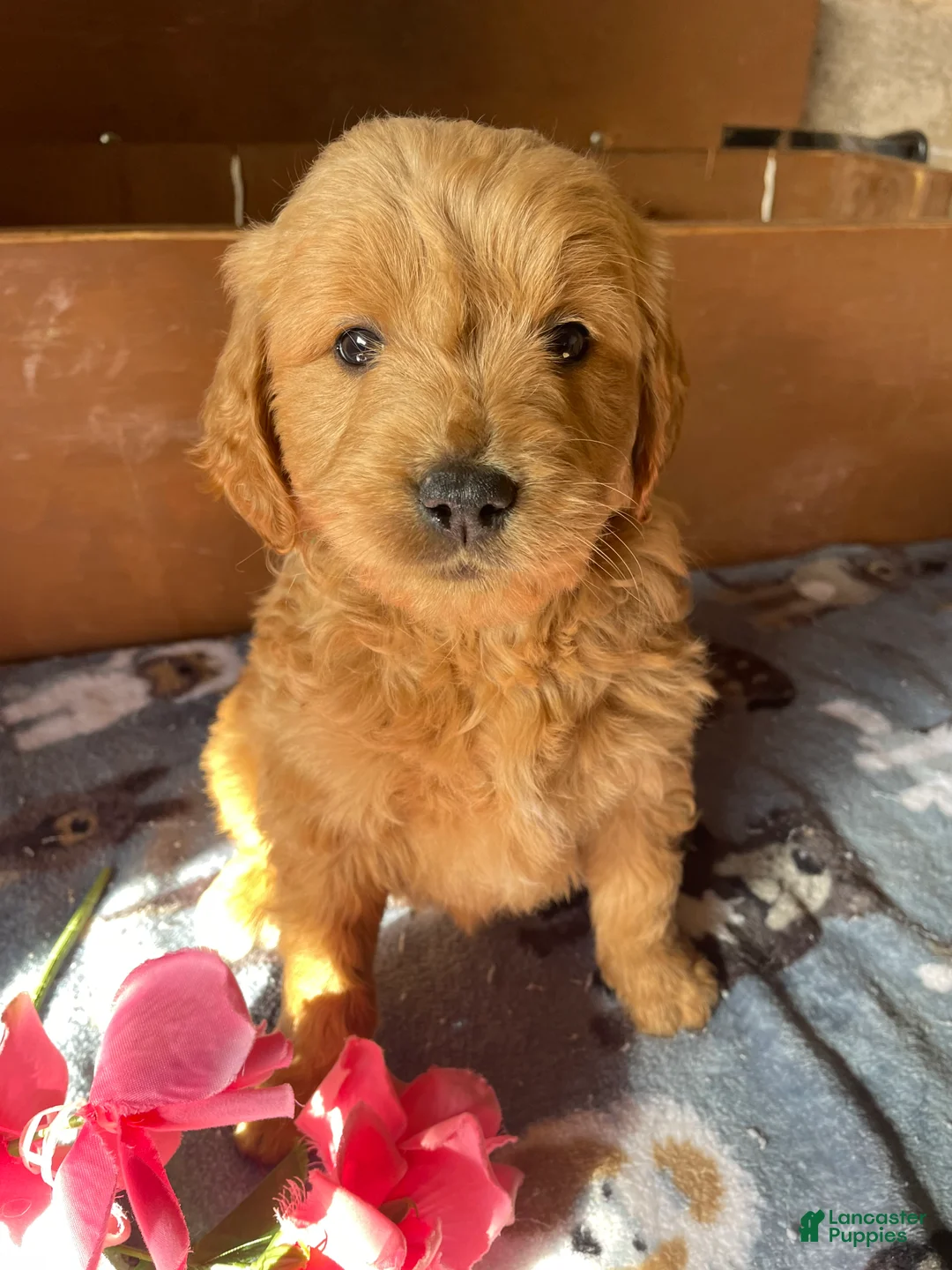 Mini Goldendoodle dogs for sale: Bryce - Ad 1