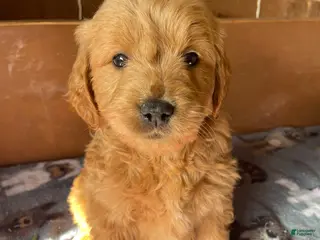 Mini Goldendoodle dogs Bryce - Ad 33