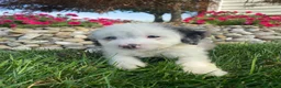 Mini Bernedoodle dogs for sale: Tonya - Ad 6