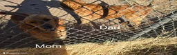 Golden Retriever dogs for sale: Yellow Girl - Ad 5