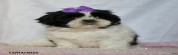 Shih Tzu dogs for sale: Jillian - Ad 3
