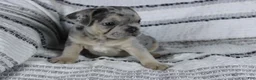 French Bulldog dogs for sale: David - Ad 3