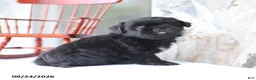 Shih Tzu dogs for sale: Pooch - Ad 4