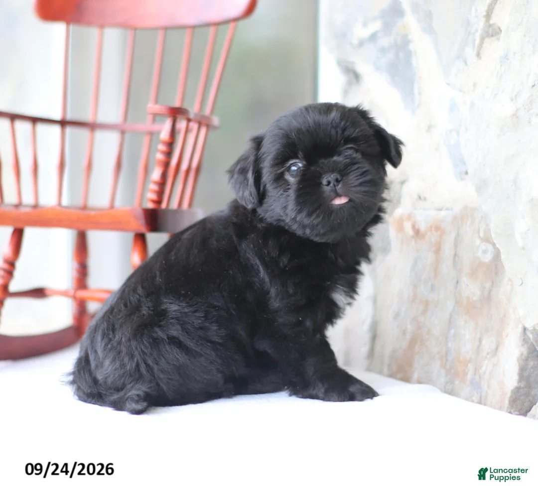 Shih Tzu dogs for sale: Pooch - Ad 4