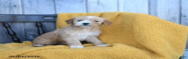 Queso