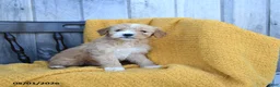 Goldendoodle dogs for sale: Queso - Ad 1