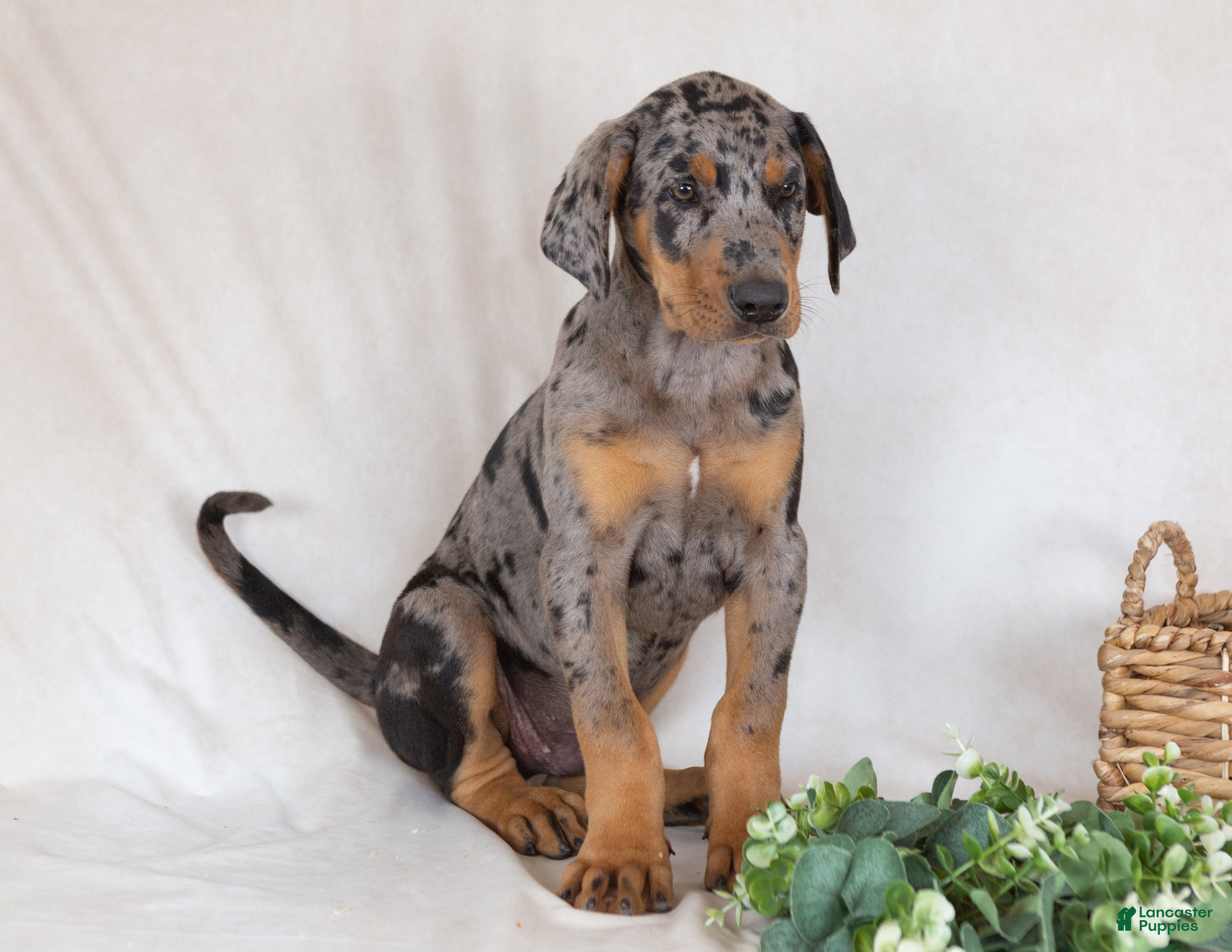 Mixed Breed dogs Warrior - Ad 2