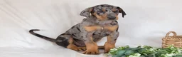 Mixed Breed dogs for sale: Warrior - Ad 2