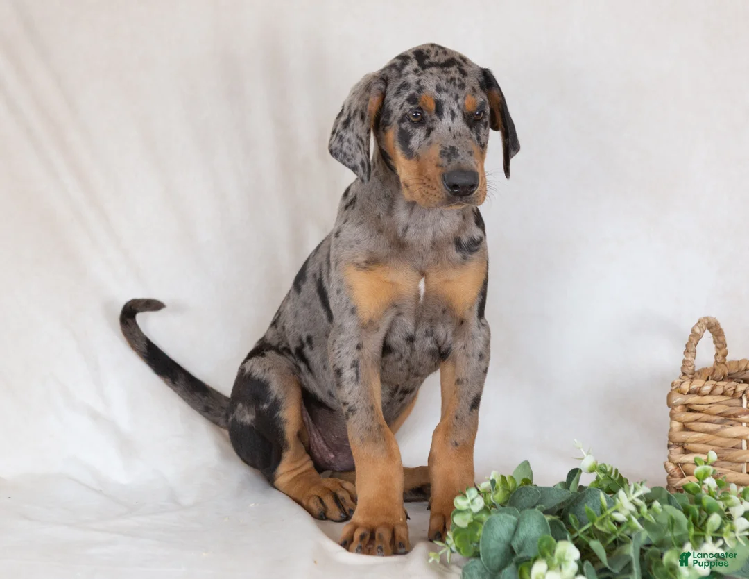 Mixed Breed dogs for sale: Warrior - Ad 2