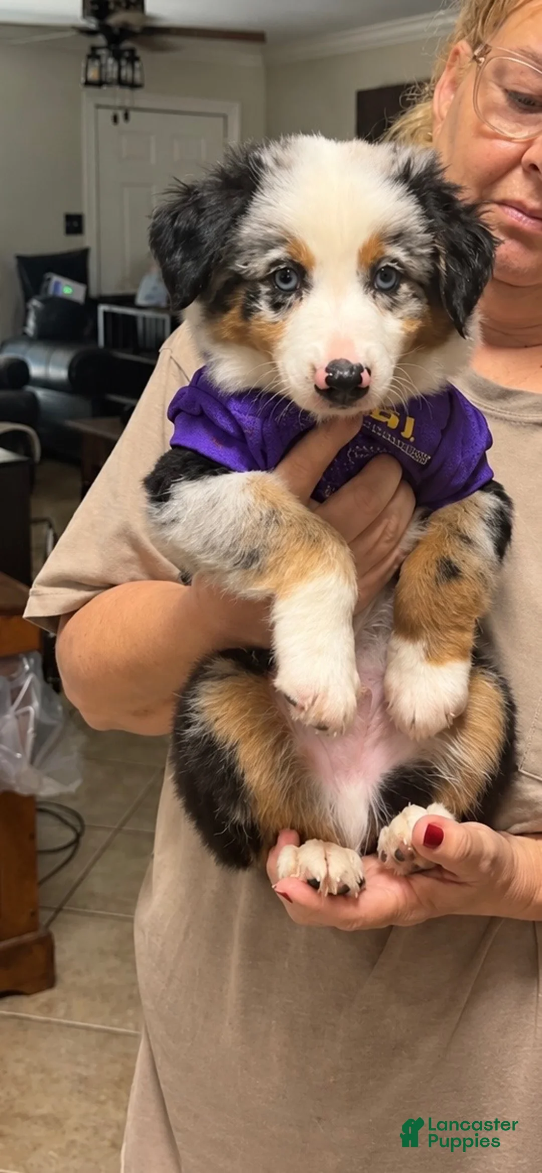 Australian Shepherd dogs for sale: Sirius - Ad 2