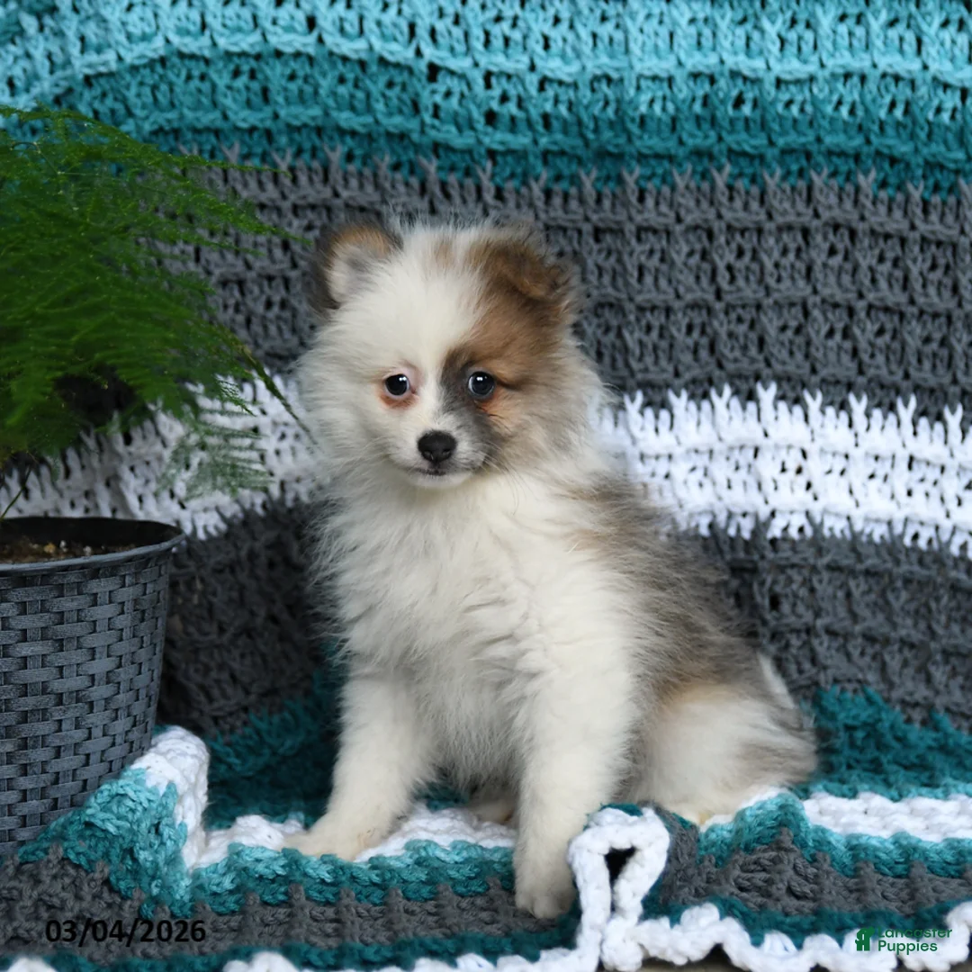 Pomeranian dogs for sale: Rascal - Ad 2