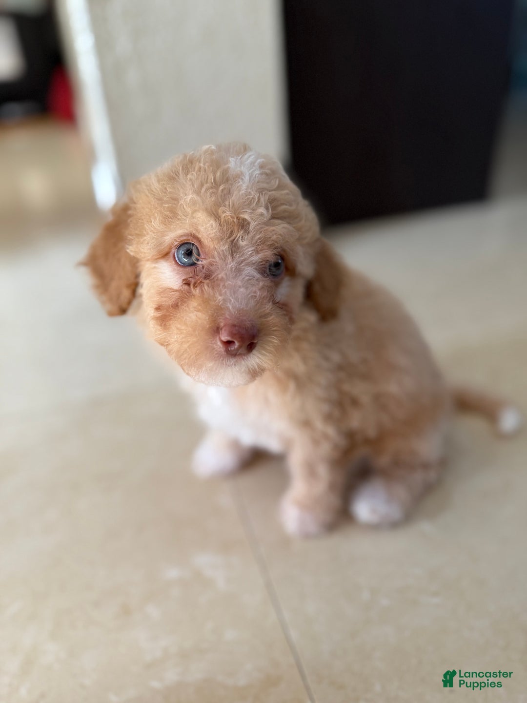 Miniature Poodle dogs for sale: Tory  - Ad 1
