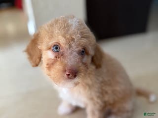 Miniature Poodle dogs Tory - Ad 41
