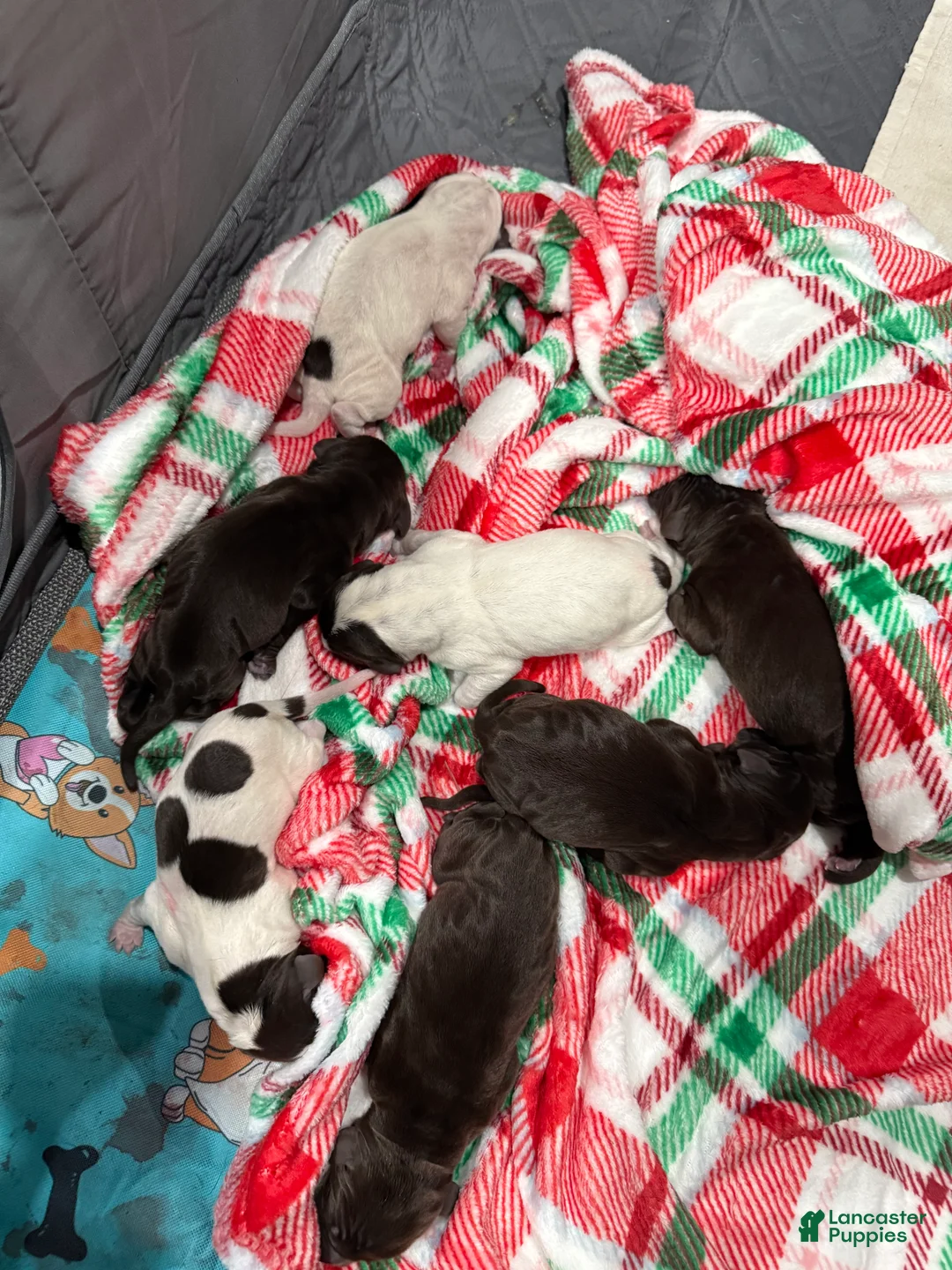 German Shorthaired Pointer dogs for sale: German Shorthaired Pointer Puppy 4 - Ad 1