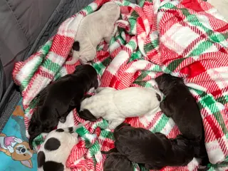 German Shorthaired Pointer dogs German Shorthaired Pointer Puppy 4 - Ad 1