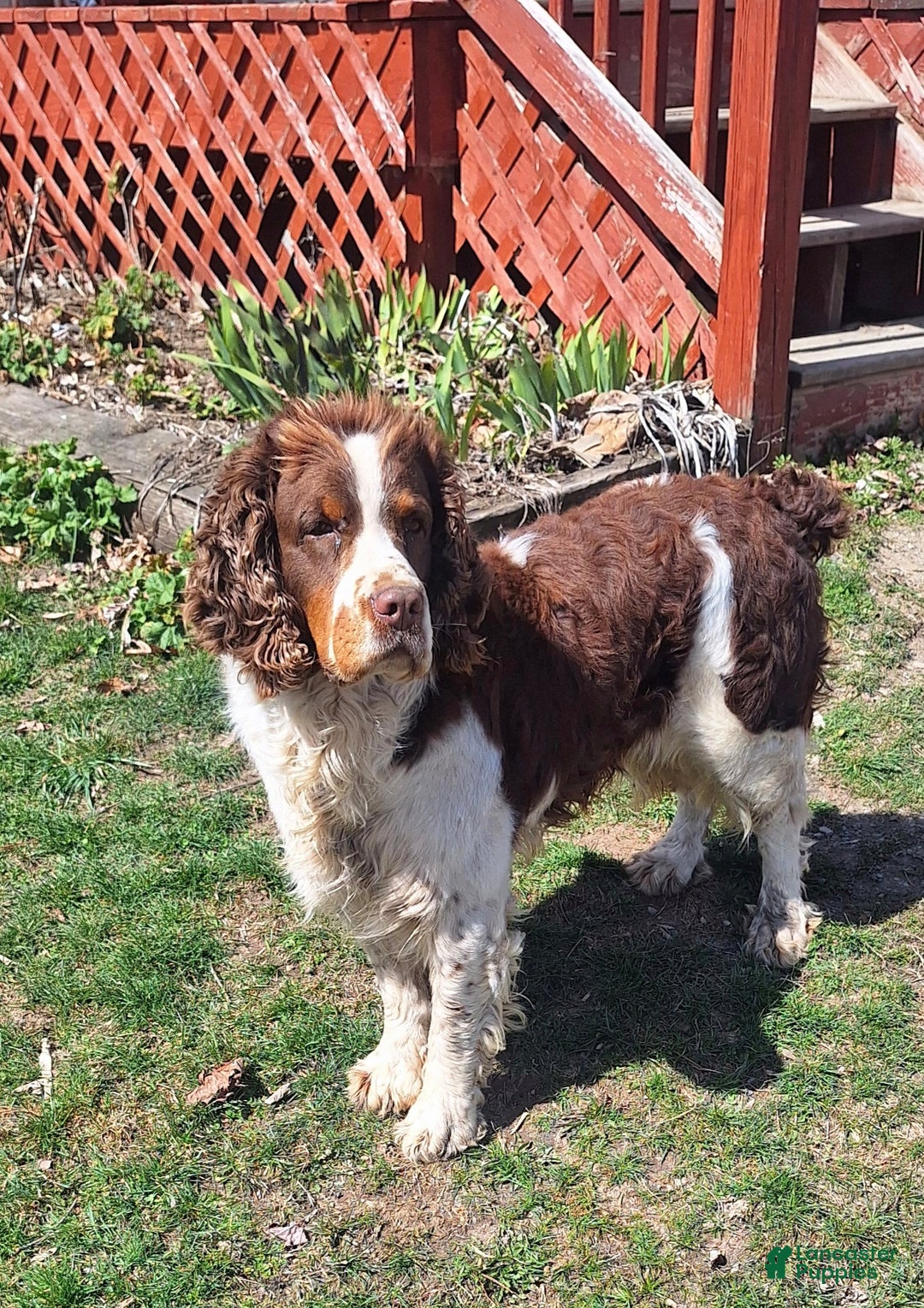 English Springer Spaniel dogs for sale: Charlie - Ad 6