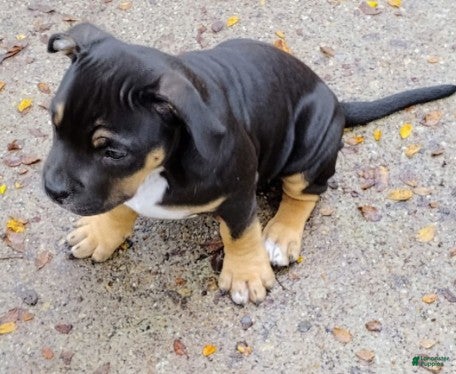 Staffordshire Bull Terrier dogs for sale: XL bully - Ad 7