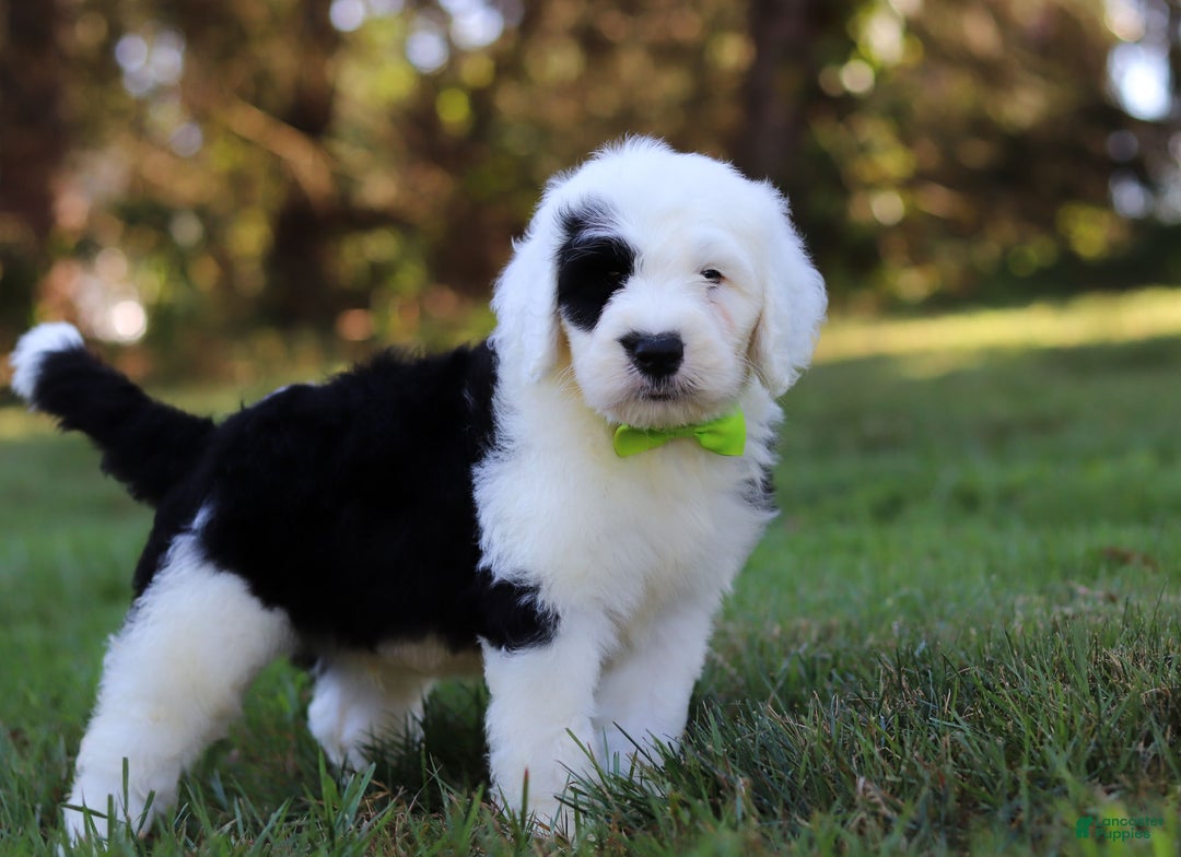 Sheepdog Mix Old English Doodle Puppies For Sale Old Old English