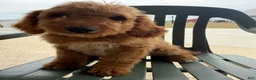 Mini Goldendoodle dogs for sale: Ace - Ad 4