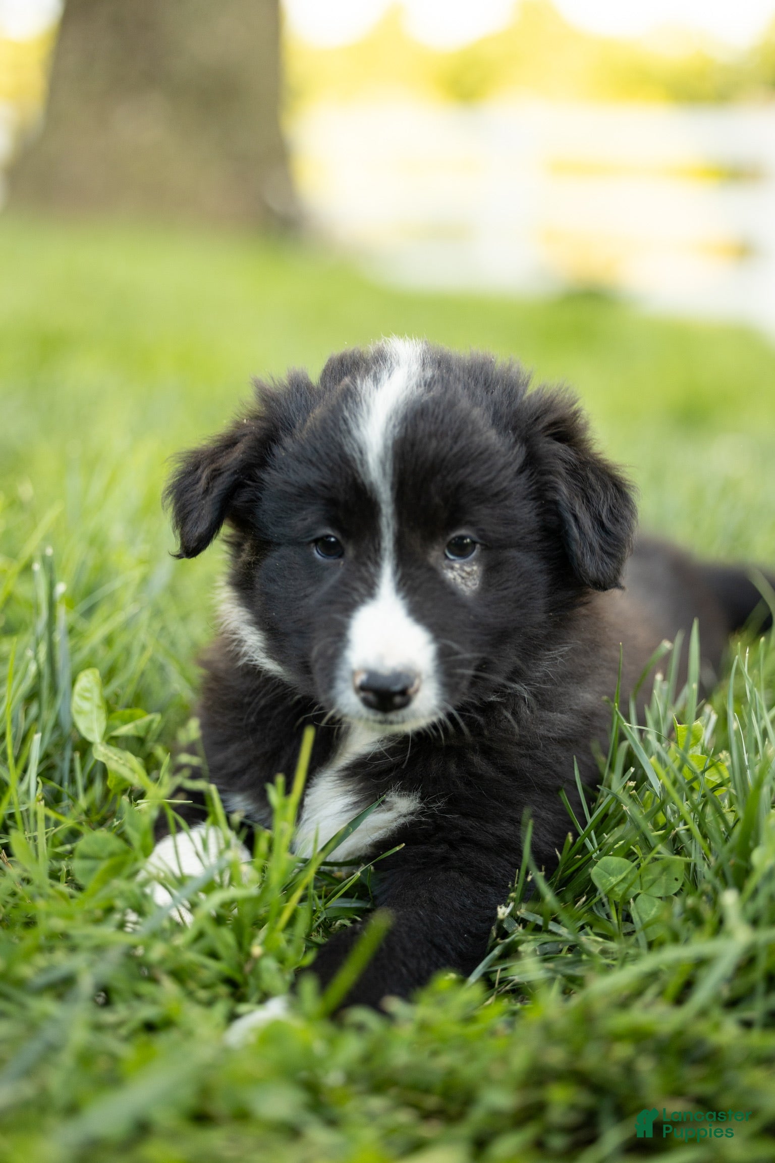 Mixed Breed dogs for sale: Mohawk - Ad 1
