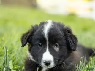 Mixed Breed dogs for sale: Mohawk - Ad 1