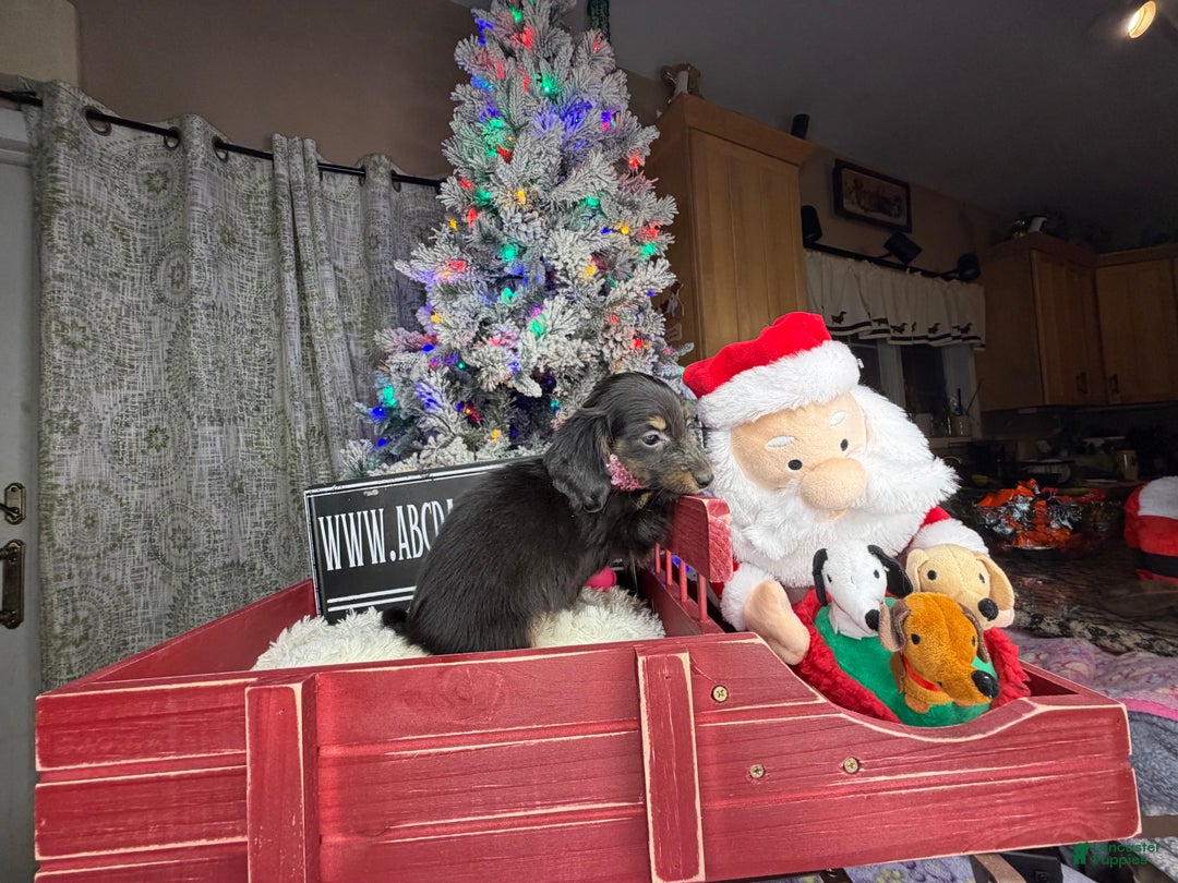 Miniature Dachshund dogs for sale: AKC Russian pra clear - Ad 8