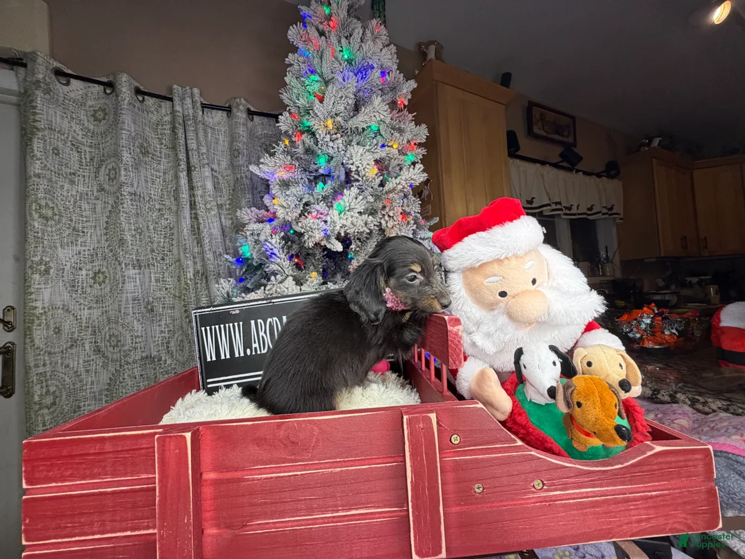 Miniature Dachshund dogs for sale: AKC Russian pra clear - Ad 53