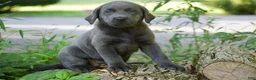 Labrador Retriever dogs for sale: Sky - Ad 8