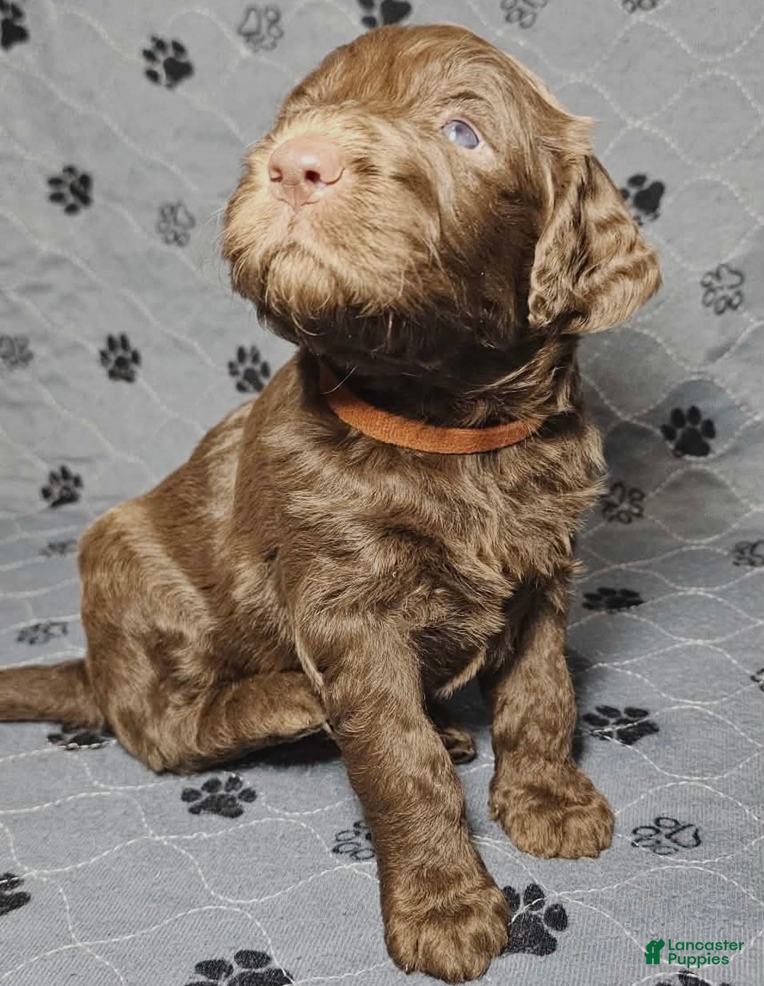 Goldendoodle dogs for sale:  Cappuccino  - Ad 2