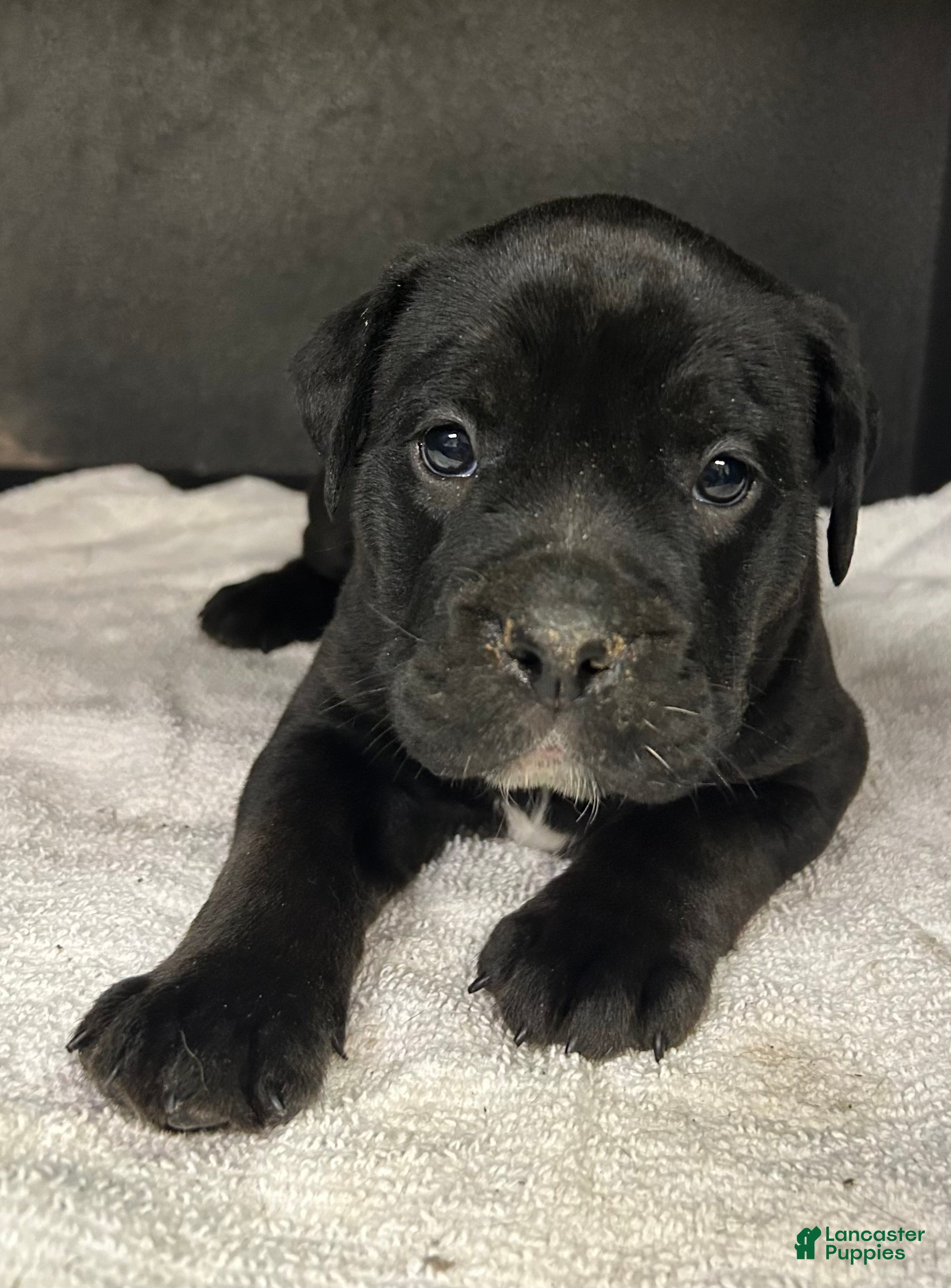 Mixed Breed dogs Bonnie - Ad 1