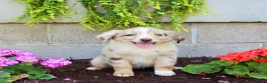 Tiny