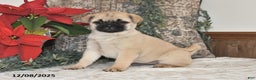 Mixed Breed dogs for sale: Beauty - Ad 4
