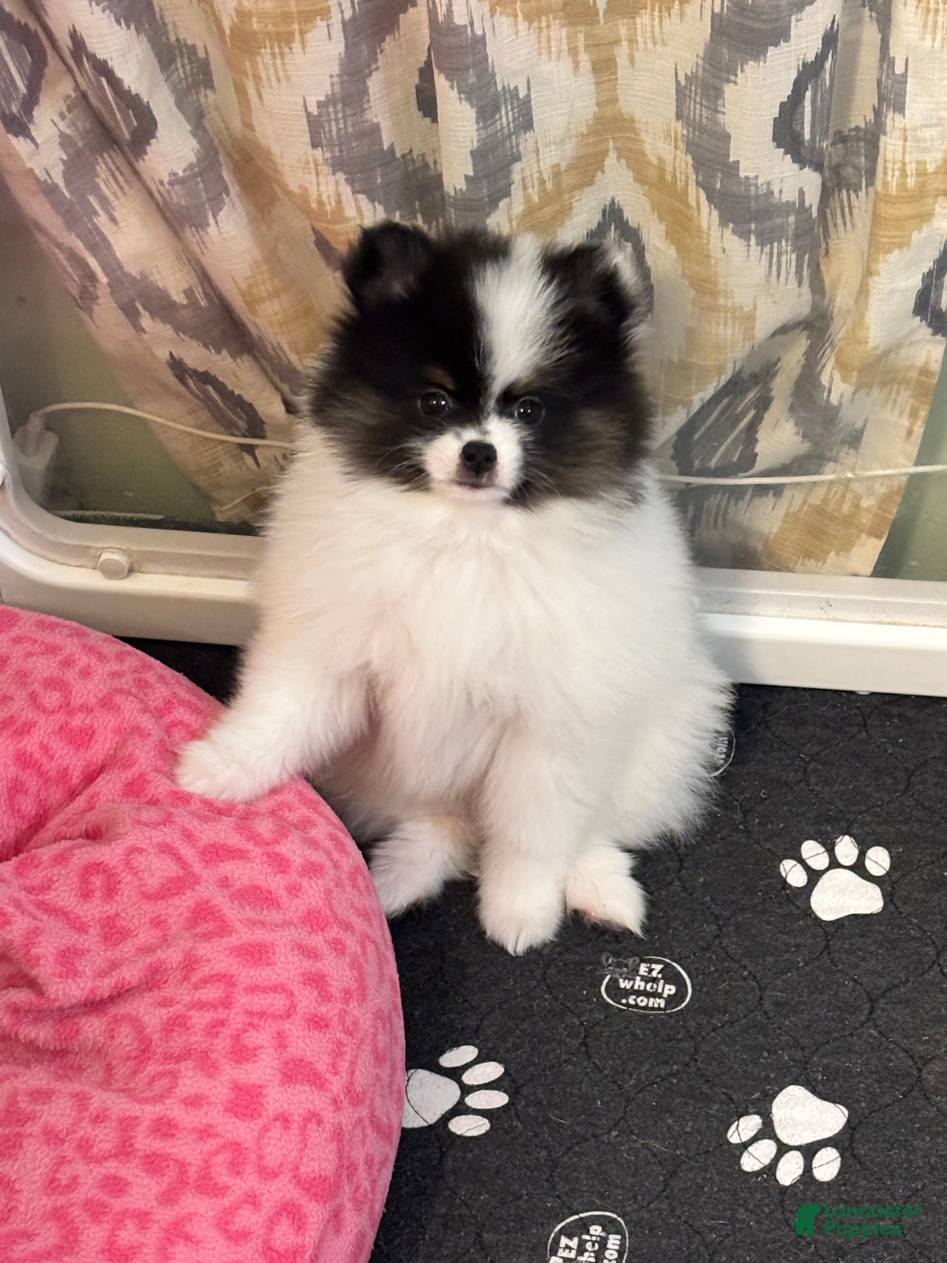 Pomeranian dogs Eli - Ad 1