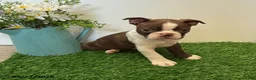 Boston Terrier dogs for sale: Mason - Ad 3