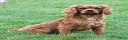 Cavalier King Charles Spaniel dogs for sale: Vance - Ad 6