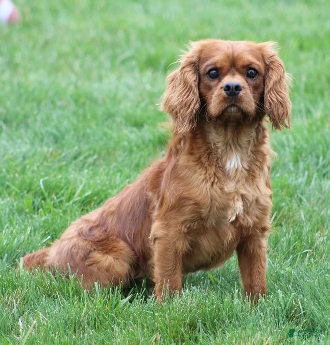 Cavalier King Charles Spaniel dogs for sale: Vance - Ad 6