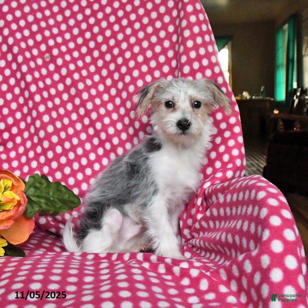 Morkie dogs for sale: Max - Ad 4