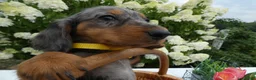 Miniature Dachshund dogs for sale: Miniature Dachshund 1 Sparky - Ad 2