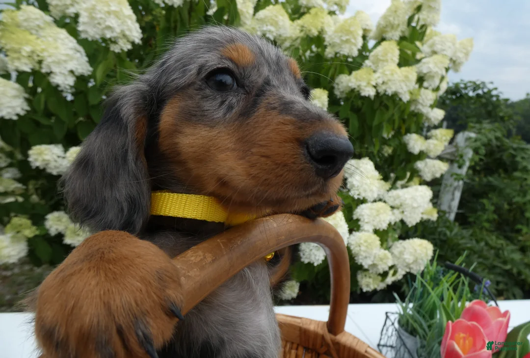 Miniature Dachshund dogs for sale: Miniature Dachshund 1 Sparky - Ad 2