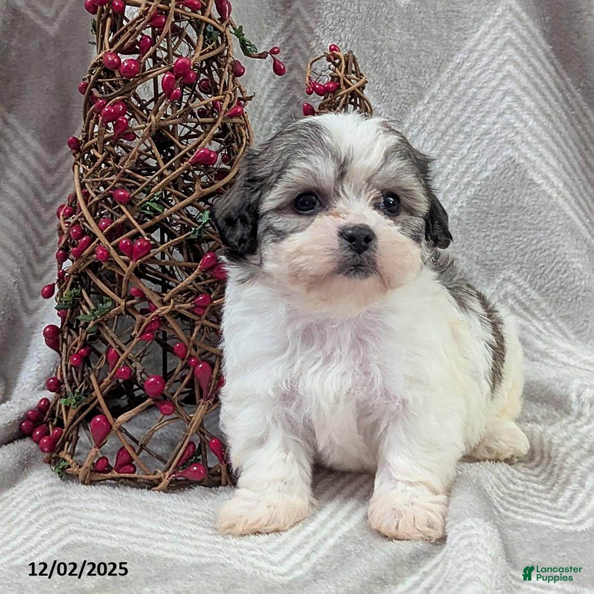 Teddy Bear dogs Izzy - Ad 39