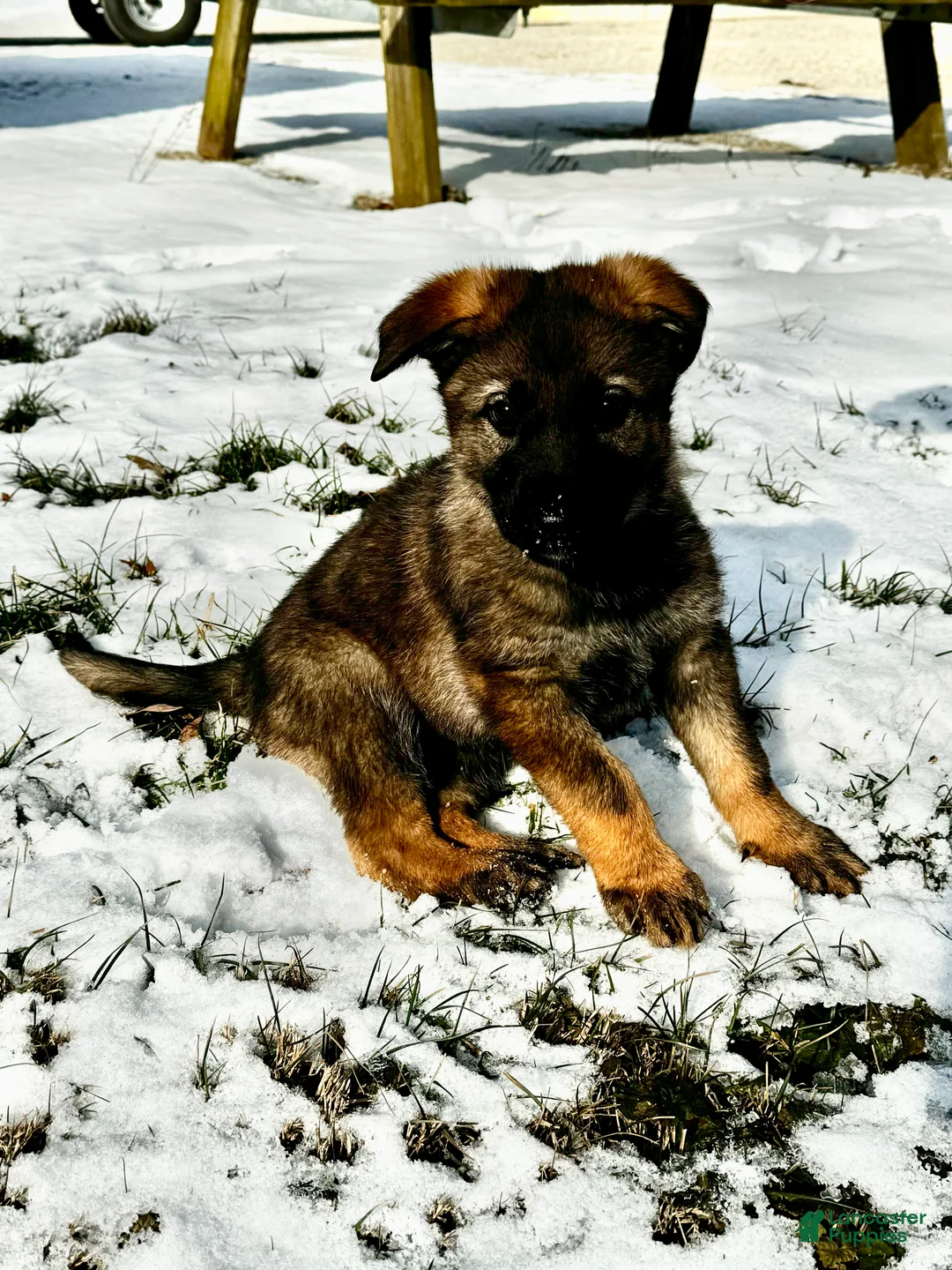 German Shepherd dogs for sale: Augusta - Ad 4